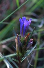 Gentiana pneumonanthe, 21 septembre 2003, Croix de Buzy (64)