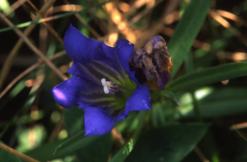 Gentiana pneumonanthe, 21 septembre 2003, Croix de Buzy (64)