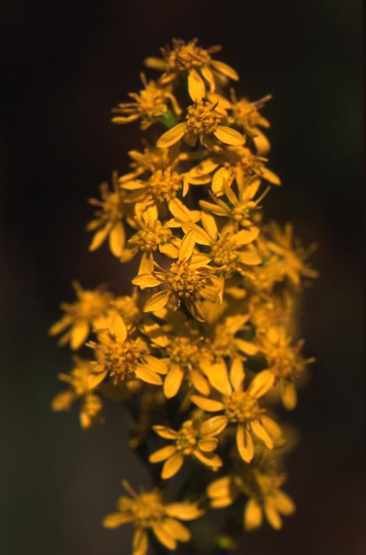 Solidago virgaurea, 5 octobre 2003, Morcenx (40)