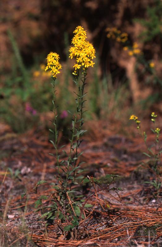 Solidago virgaurea, 5 octobre 2003, Morcenx (40)