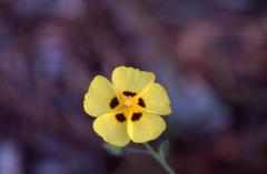 Tuberaria guttata, 12 octobre 2003, Arjuzanx (40)