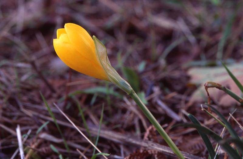 Sternbergia lutea, 14 octobre 2003, Salies de Barn (64)