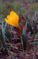 Sternbergia lutea, 14 octobre 2003, Salies de Barn (64)