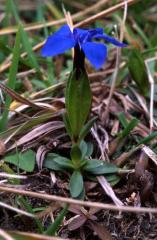 Gentiana verna, 6 dcembre 2003, Holzart (64)